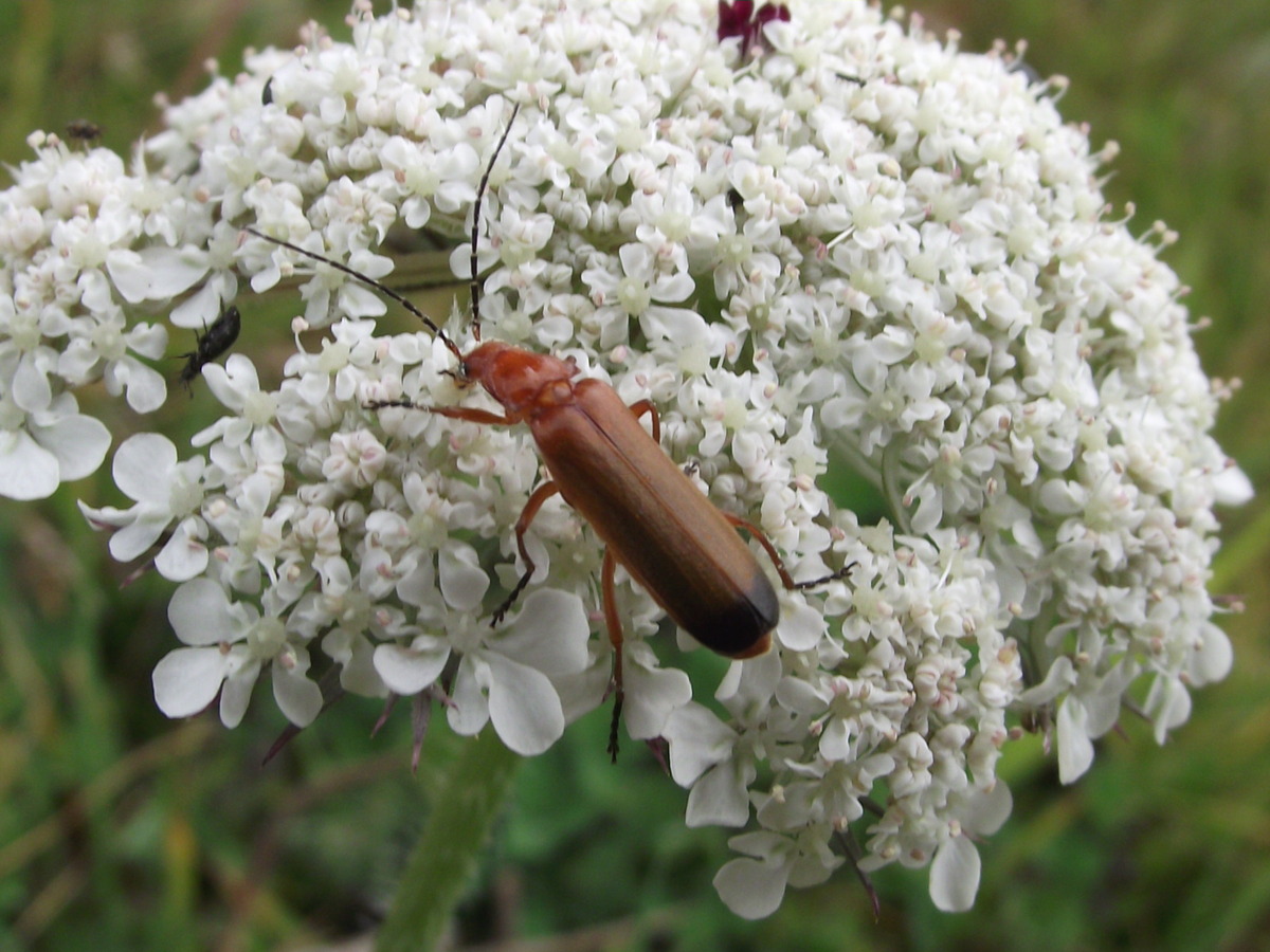 Red Soldier Beetle